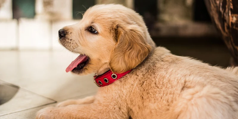 dog food hyul template