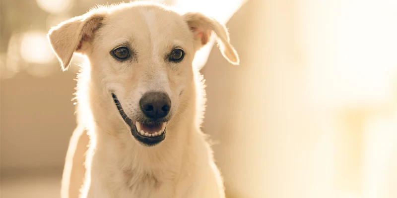 dog food jymu niche blog