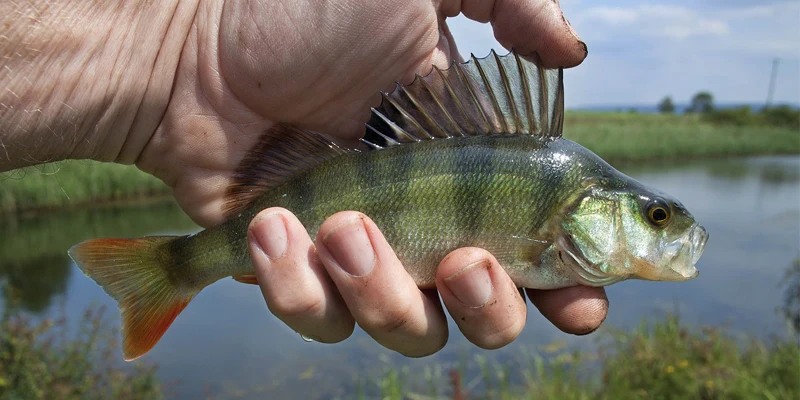 fishing vhdm template