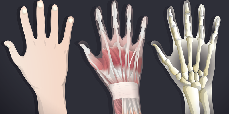 human anatomy giax niche blog