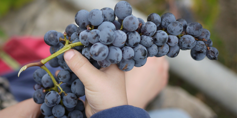 Wine Making Srfp Template wine making srfp template