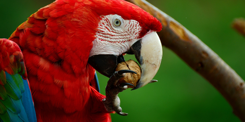 parrots ecpl niche blog