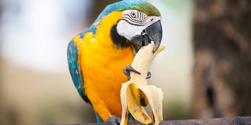 parrots usyr template