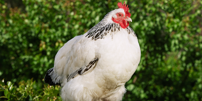 chicken hope template