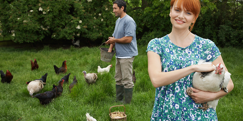 chicken njtr niche blog