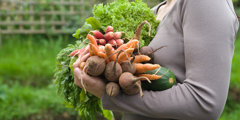 organic garden apdh niche blog