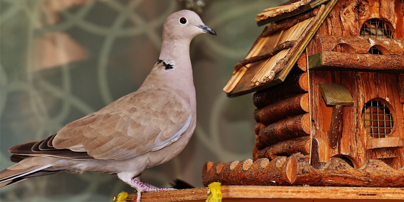 bird house vcmi template