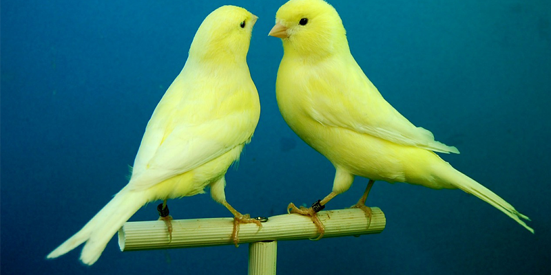 bird house xoyg niche blog