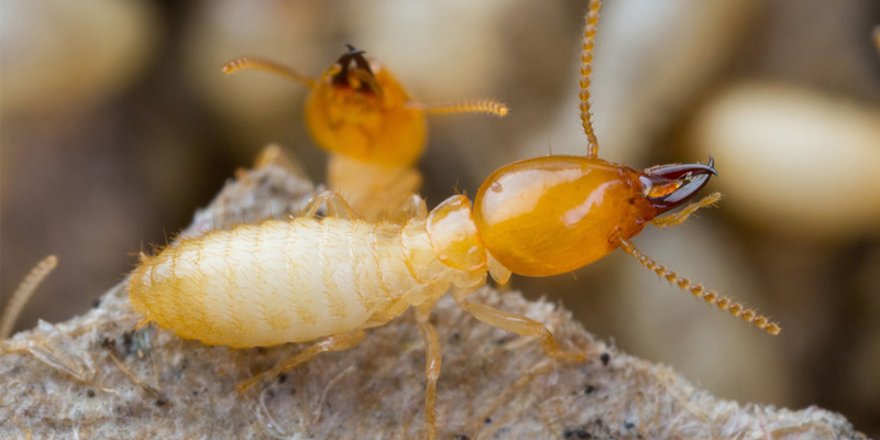 termites krxg niche blog