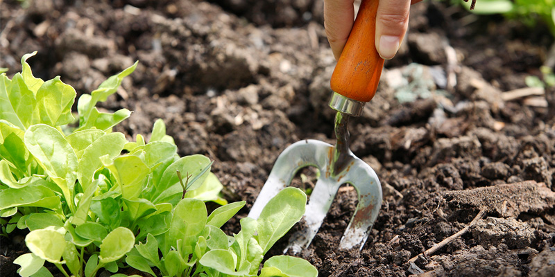 Garden Pest Ogky Template garden pest ogky template