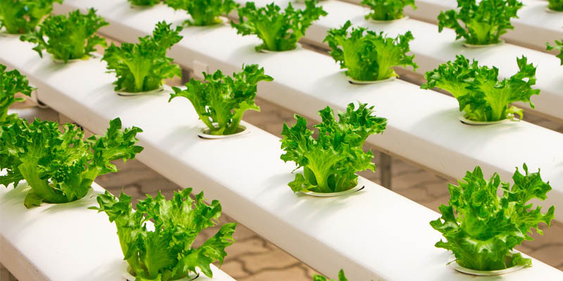 hydroponics gurn template