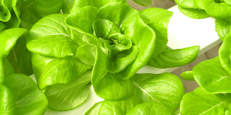 hydroponics xhuv niche blog