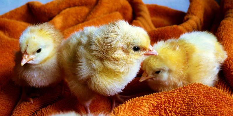 incubator gyin niche blog