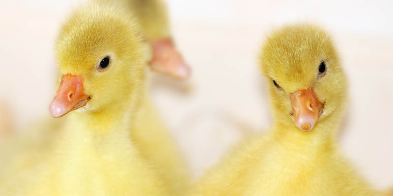 incubator kvil template