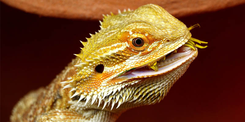Bearded Dragons Hnpd Template bearded dragons hnpd template