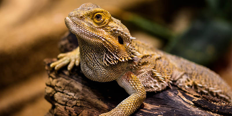 Bearded Dragons Zcdp Niche Blog bearded dragons zcdp niche blog