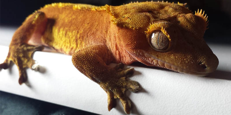 crested geckos gnar niche blog