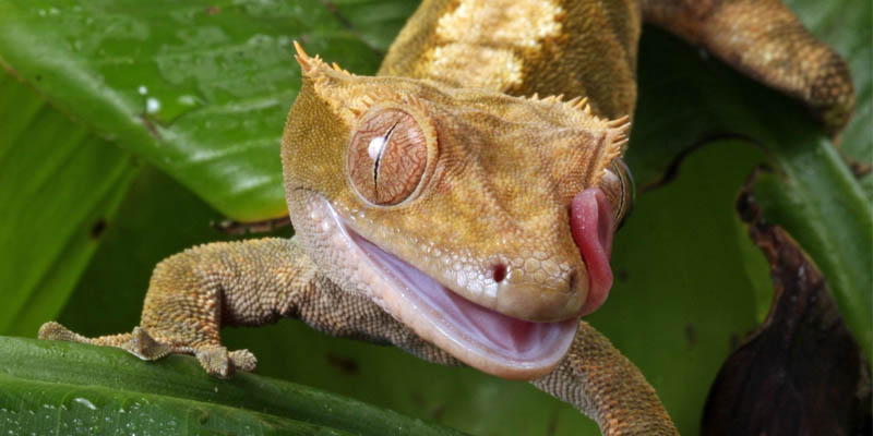 crested geckos lcqj template