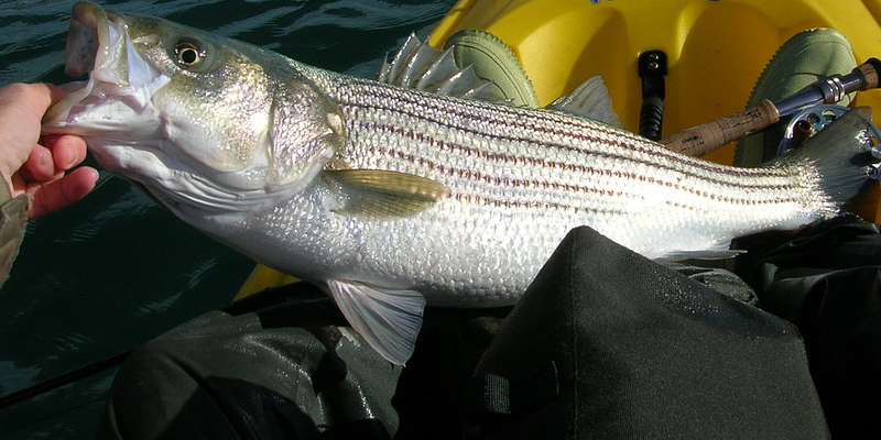 fishing jgbm niche blog