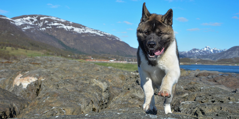 dog train gfrp niche blog