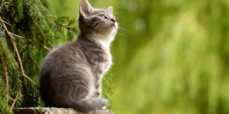 Cat Nfts Niche Blog cat nfts niche blog