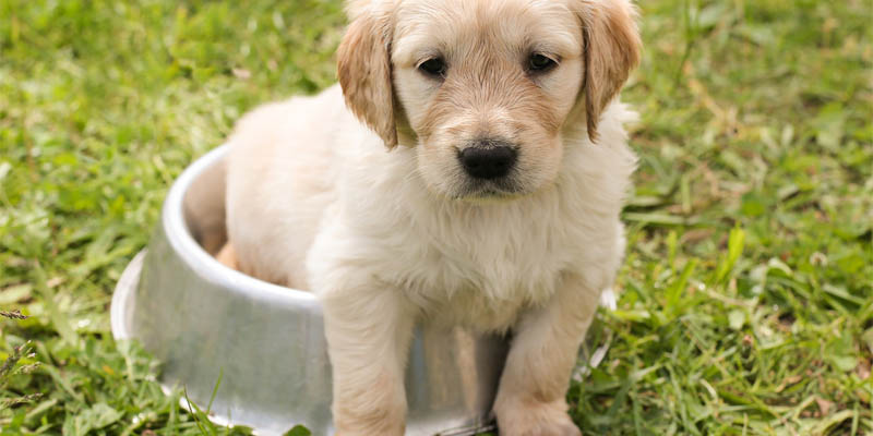 Puppy Cpnf Niche Blog puppy cpnf niche blog