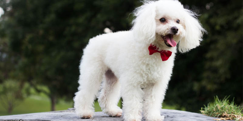 Puppy Zsga Template puppy zsga template