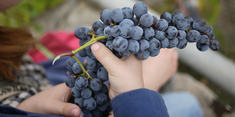 Wine Rbce Niche Blog wine rbce niche blog