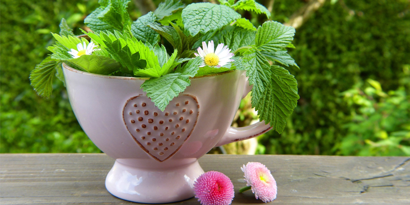 Detox Mezb Niche Blog detox mezb niche blog