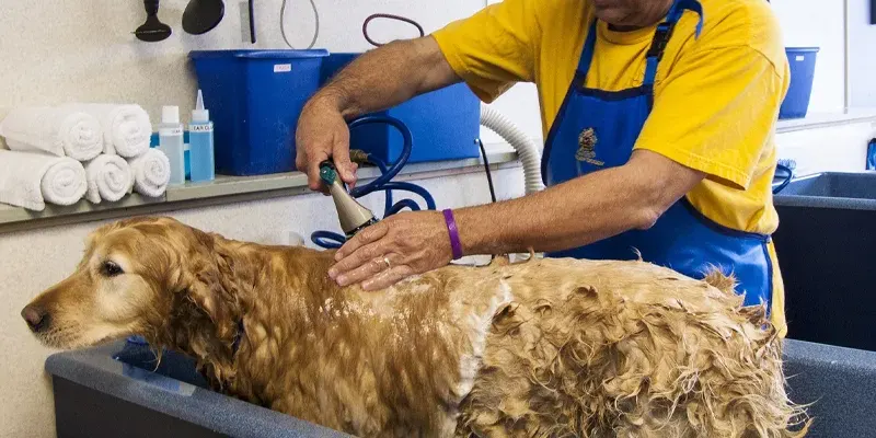 dog groom jgpz niche blog