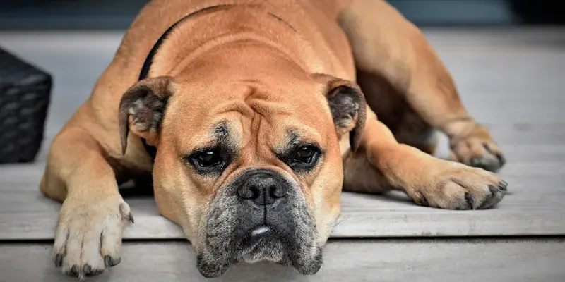 dog groom xgvt template