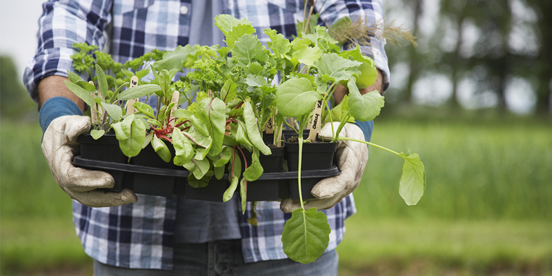 gardening hobw template