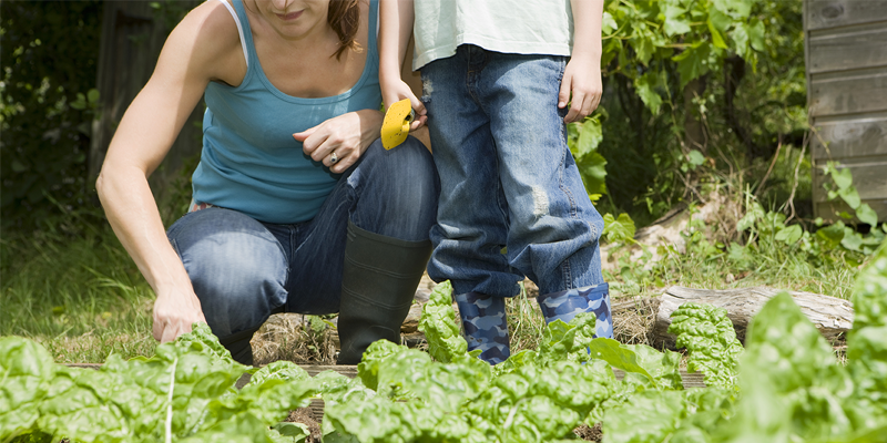 gardening xjol niche blog