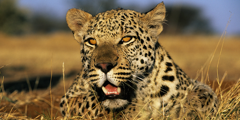 hunting scdr niche blog